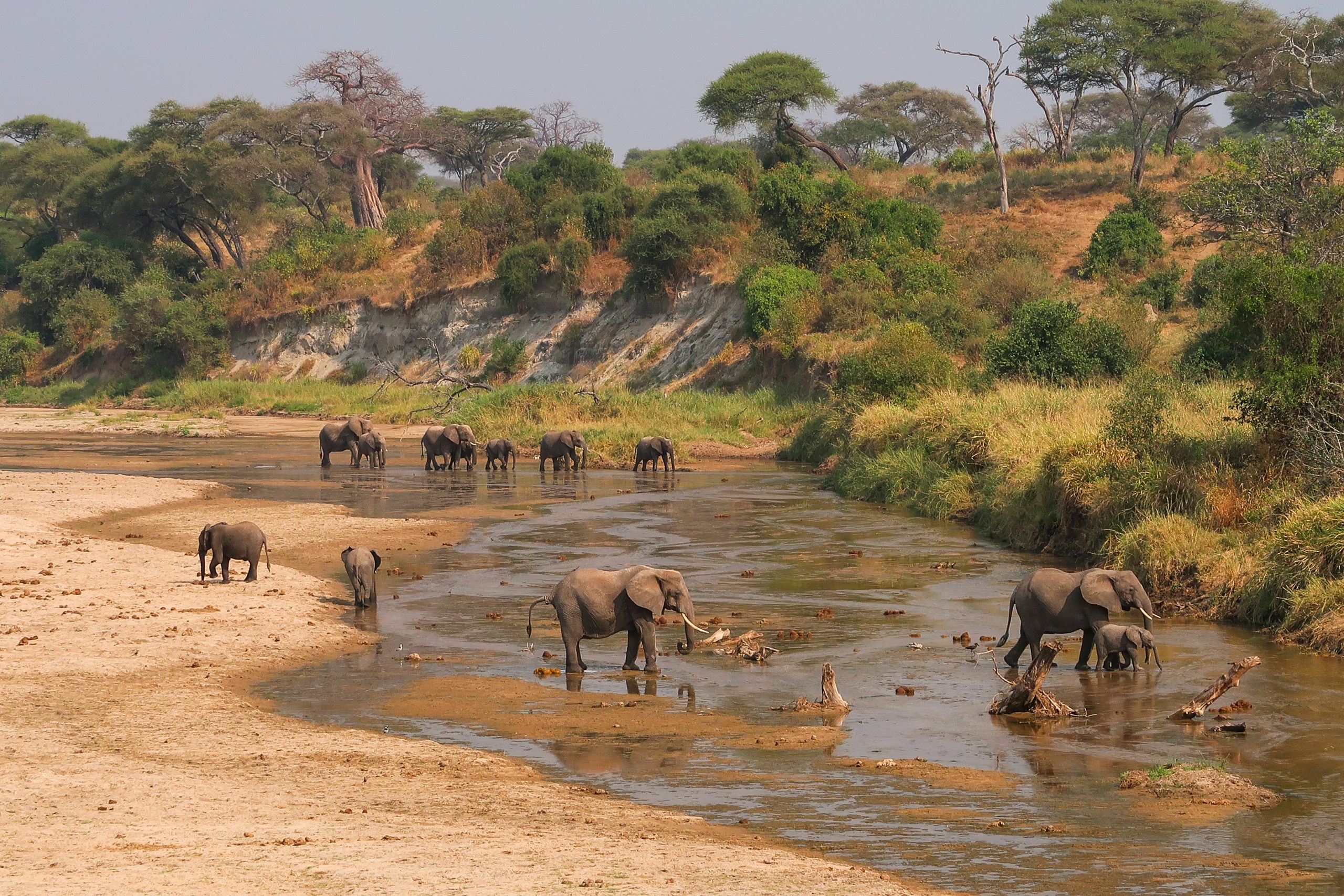 Wilflife & Safari Holidays